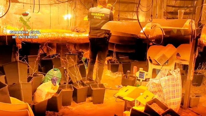 Tres detenidos por tener una plantación de marihuana destinada a una futura venta en el interior de una nave industrial de Huelva
