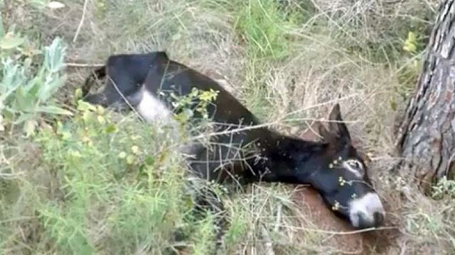El runrún: Policías en bares de copas