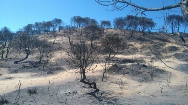 Se cumplen tres años del incendio de Las Peñuelas, que quemó 10.340 hectáreas del entorno de Doñana