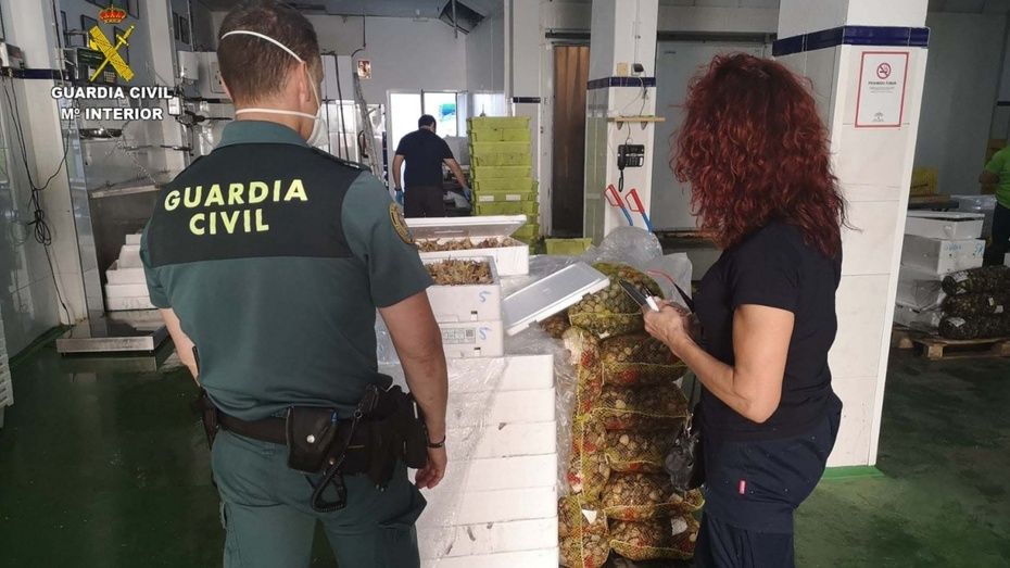 Intervienen 747 kilos de choco, 15 de chirlas y 15 de cañaillas sin documentar en Ayamonte