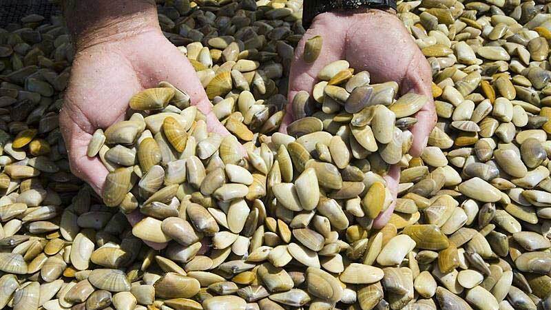 La Junta vuelve a reducir a 45 días el paro biológico del marisqueo de coquina en el Golfo de Cádiz