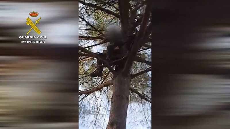 Sorprendido un cazador furtivo en la copa de un árbol, donde se había subido para tener mejor visión de tiro