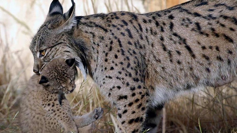 Récord en la población de linces: más de 1.300 en la península y 94 en Doñana