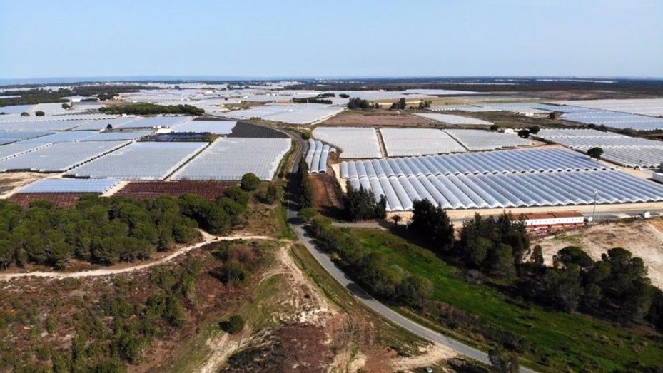 WWF pide a la Junta que 'no permita el regadío ilegal en el Condado' ante la 'muy grave' situación de los acuíferos de Doñana 