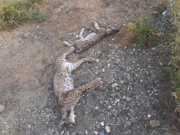 Muere atropellada una lince y su cachorro en la carretera Hinojos-Villamanrique
