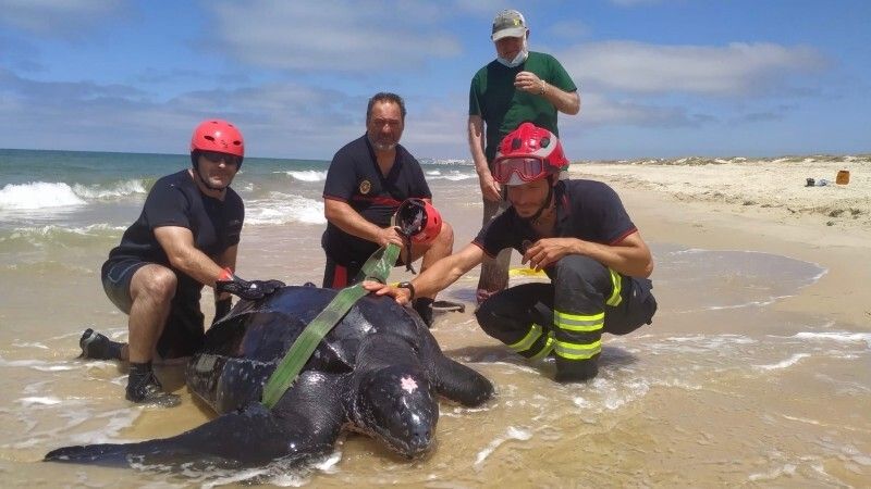 Tres bomberos rescatan a una tortuga laúd herida en la playa de Matalascañas