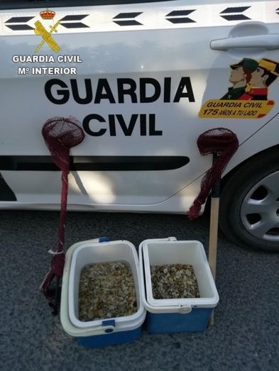 Intervienen siete kilos de coquinas recogidas de manera ilegal en Isla Canela