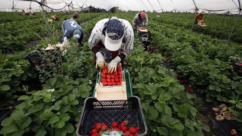 EQUO lleva al Congreso preguntas sobre el modelo de contratación de las temporeras en origen 