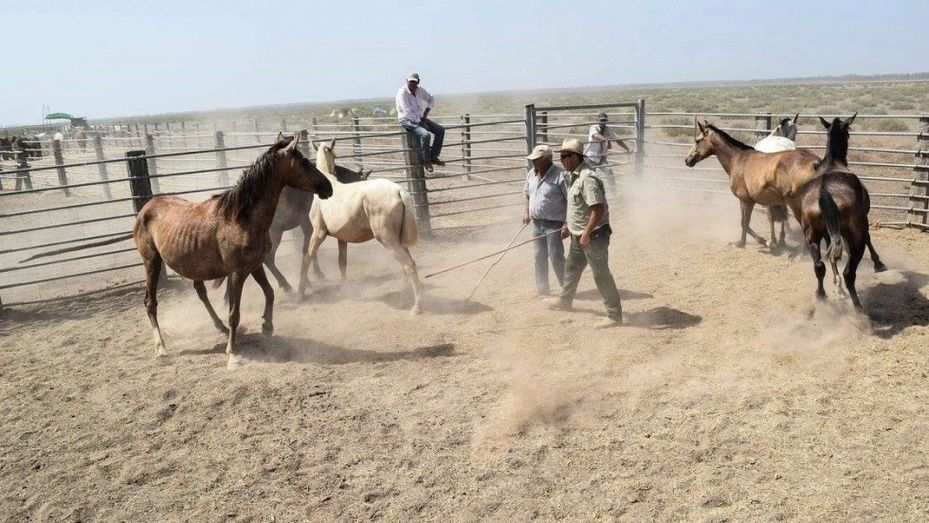 Hinojos suspende la Recogida de las Yeguas y por segundo año el ganado permanecerá en la marisma
