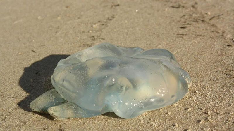 Bandera amarilla en Mazagón por la presencia de medusas