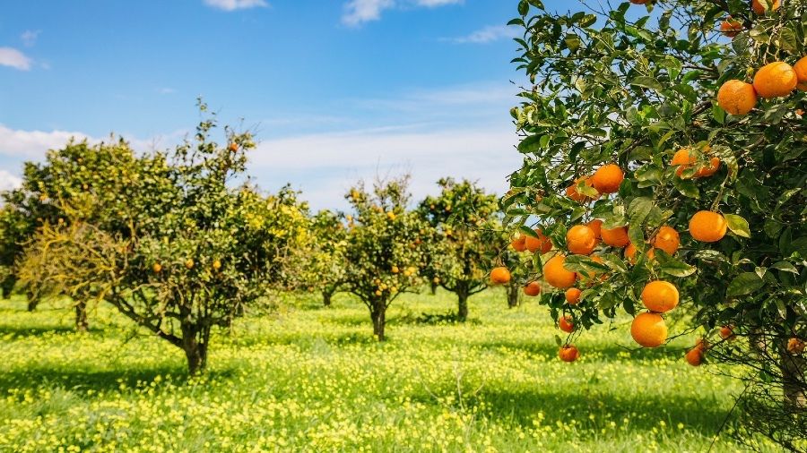 Huelva, segunda provincia andaluza en producción de cítricos con un 23%