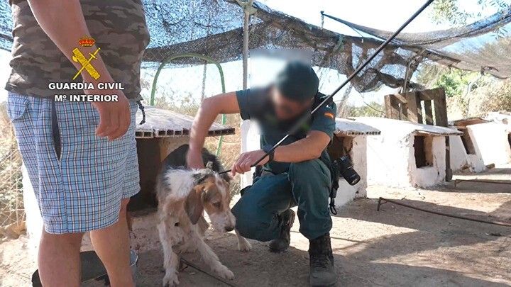 Maltrato animal en Manzanilla: el Seprona descubre 56 perros atados, malheridos y esqueléticos en una finca