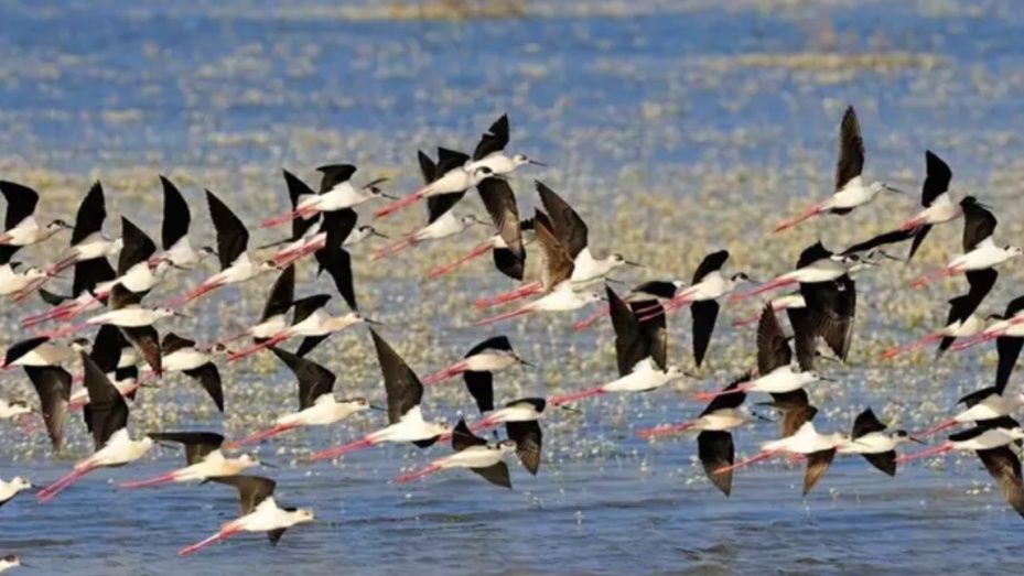 La Comisión Europea expedienta de nuevo a España y amenaza con multa por no proteger Doñana