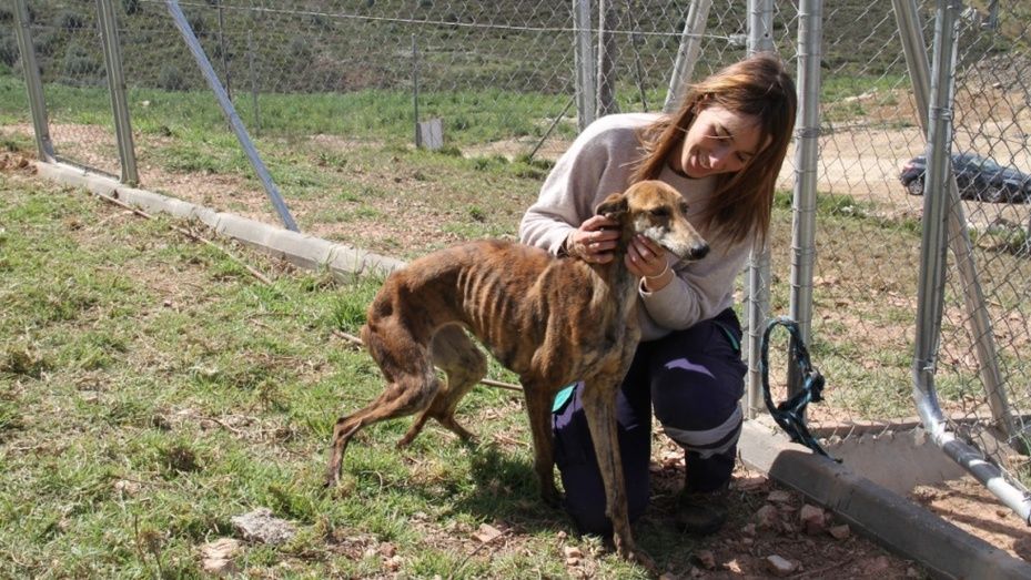 Convocan las subvenciones en materia de protección y bienestar de animales de compañía para 2022