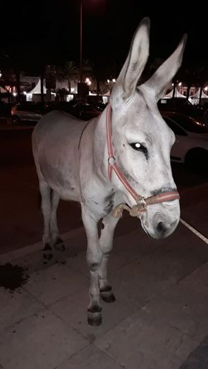 Imputan a los propietarios de una yegua y un asno un delito contra la seguridad vial, al encontrarse a los animales deambulando por las calles