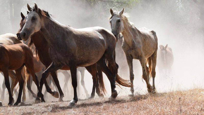 La Asociación de Yegüerizos Vetacarrizosa recuerda que en 2015 ya alertaron del 'mal estado' de los corrales
