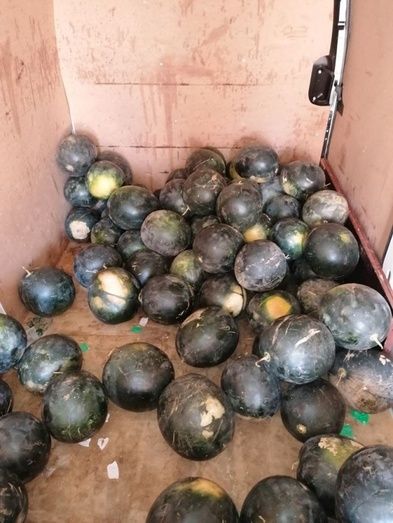 Entregan a obras cristianas 500 kilos de sandías que estaban siendo vendidas de manera ambulante e ilegal en Gibraleón