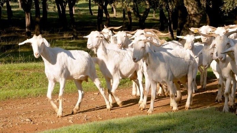 Se elevan a tres los casos de lengua azul tras el primer foco en Almonte