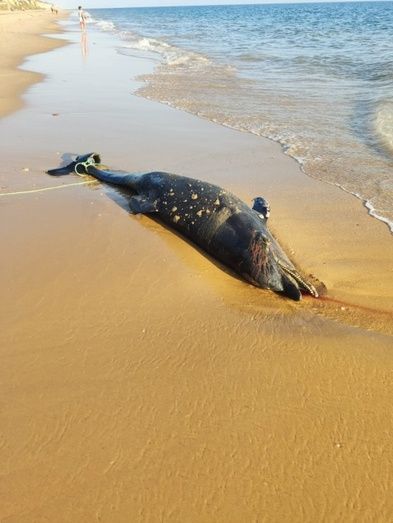 Aparece el cadáver de un delfín varado en la playa de Torre del Loro