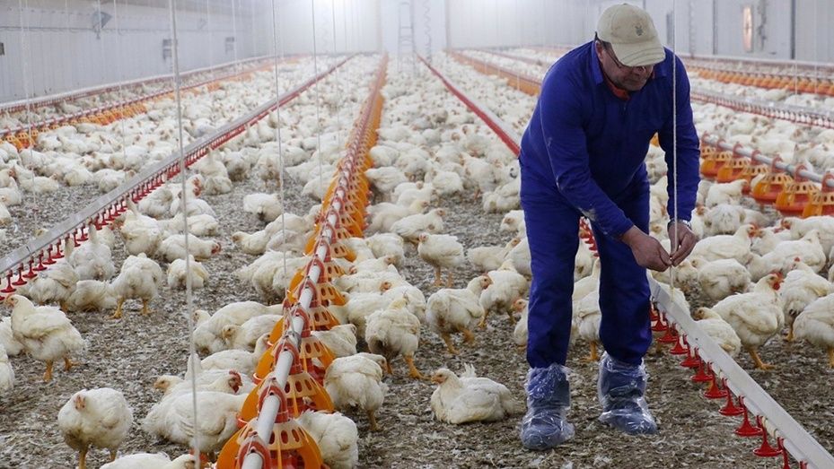 Confirman un foco de gripe aviar en una explotación de pollos de Aracena