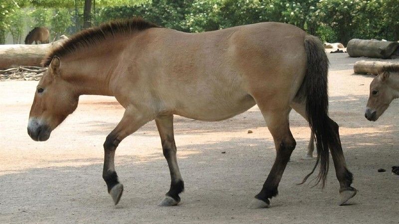 Cumbres Mayores prohibe el tránsito de caballos por sus calles