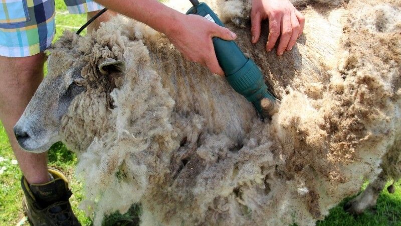 Oferta de trabajo de seis puestos de esquilador de ovejas en Rosal de la Frontera