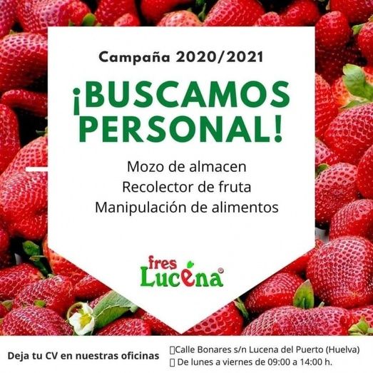 Buscan trabajadores para la campaña de frutos rojos en Lucena y Lepe