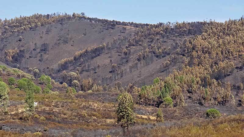 El gran incendio forestal del verano