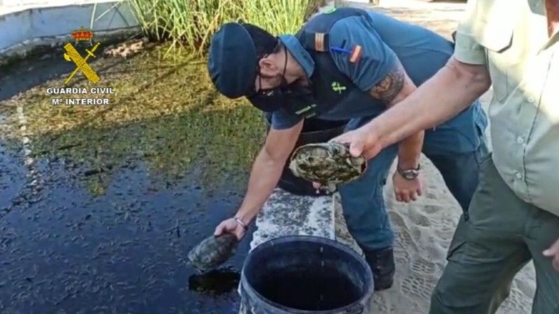 Intervienen tres galápagos leprosos en la aldea del Rocío