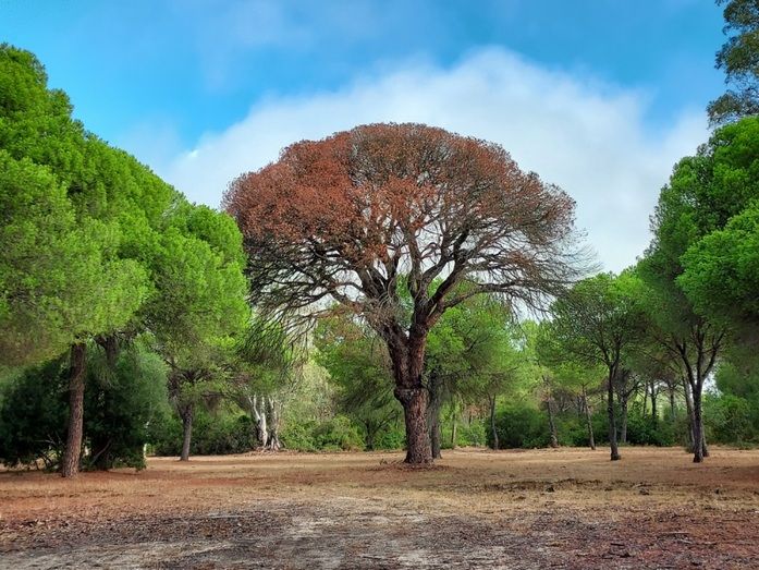 Muere en Hinojos El 'Pino de los Mil Duros', que tenía 300 años