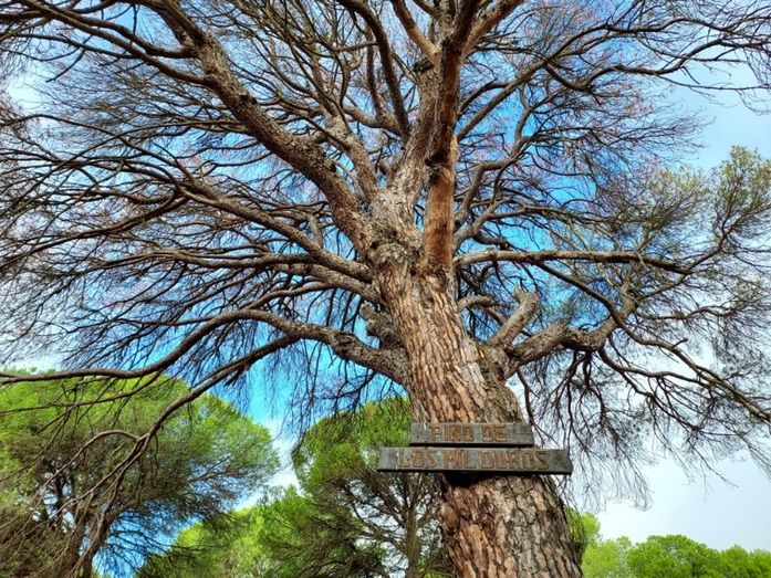 Muere en Hinojos El 'Pino de los Mil Duros', que tenía 300 años