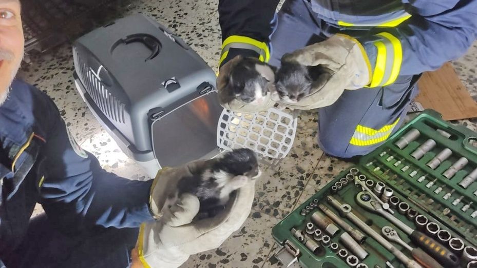Bomberos rescatan a tres gatitos del interior del capó de un coche