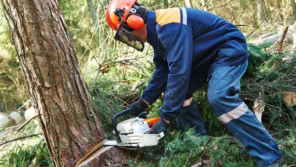 Ofrecen diez puestos de peón forestal a jornada completa para trabajar en la sierra