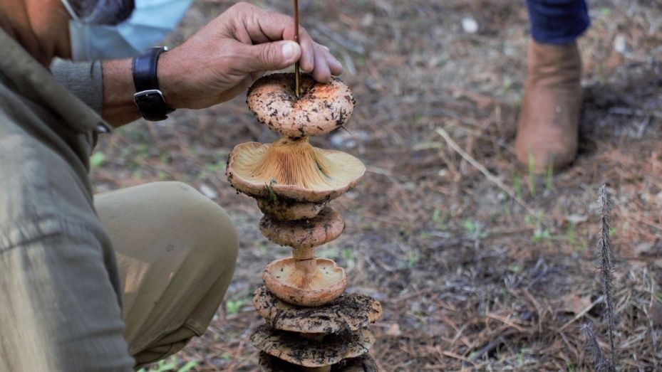 Hinojos concede 20 licencias para coger setas en sus montes este otoño