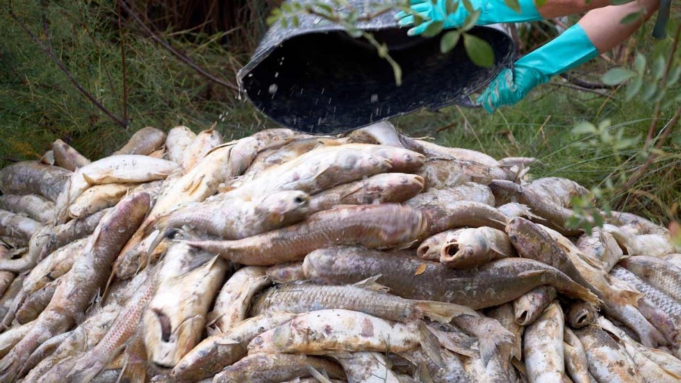 Llevan a la Fiscalía la mortandad de peces en el estero al sospechar un origen agrícola