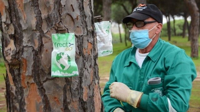 Palos de la Frontera cuida su pinar de La Rábida con una nueva campaña de fumigación