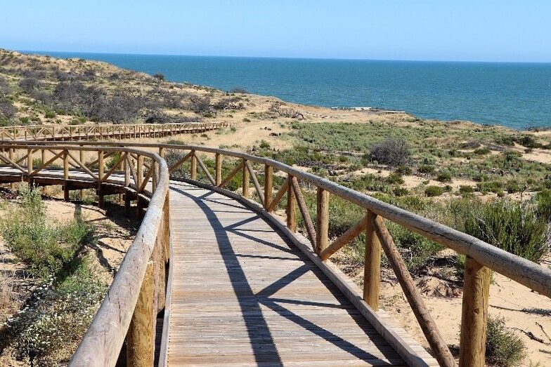 La senda de los gigantes fósiles de Doñana en la travesía por el Médano del Asperillo