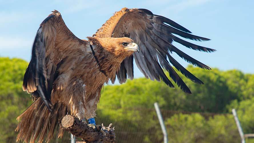 Doñana, territorio clave para la recuperación del águila imperial ibérica