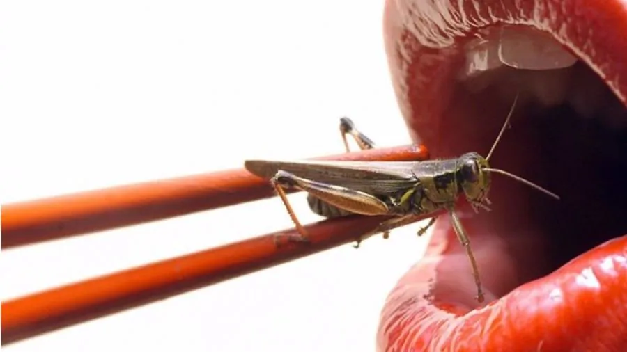 Lo que te puede aportar comer insectos