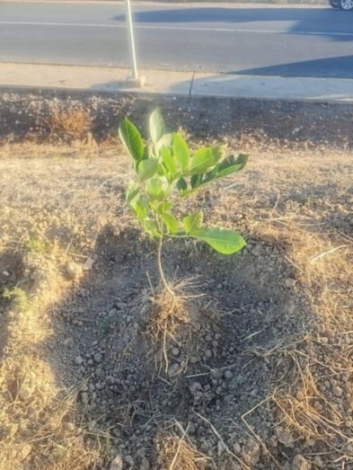 Una asociación onubense reforesta voluntariamente la entrada del Hospital Vázquez Díaz