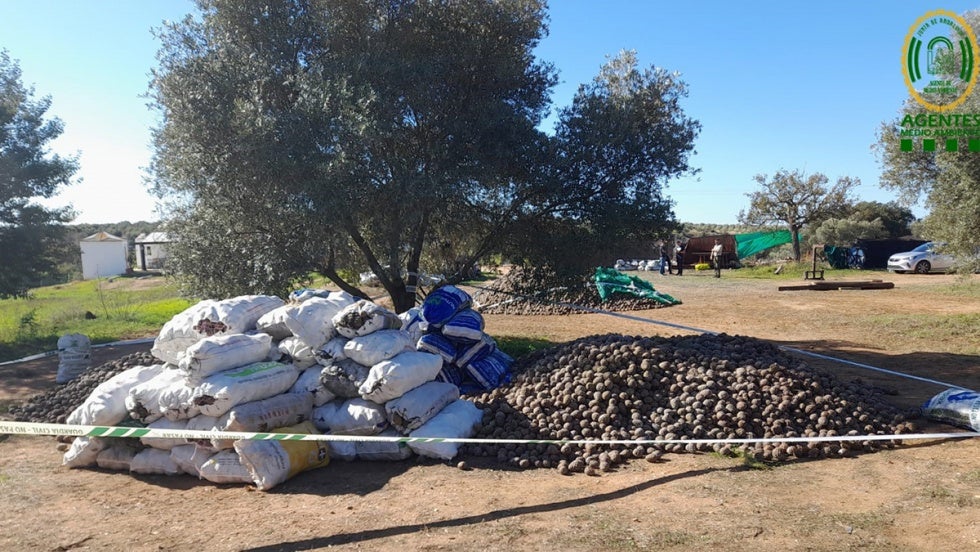 Decomisan más de 24.000 kilos de piña recogida ilegalmente en Gibraleón