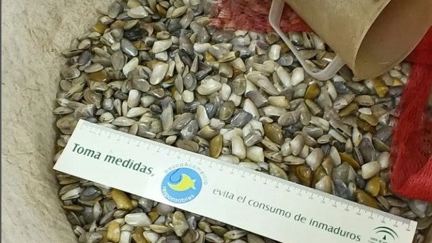 Sancionan al vendedor de 25 kilogramos de coquinas inmaduras en la avenida Diego Morón