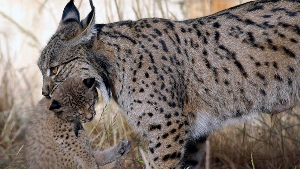Muere con 20 años en Doñana el ejemplar de lince ibérico más longevo del programa Ex-Situ