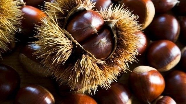 Fuenteheridos se prepara para la Feria de la Castaña, con música, turismo y gastronomía