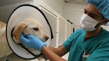 Buscan un licenciado en Veterinaria para una clínica