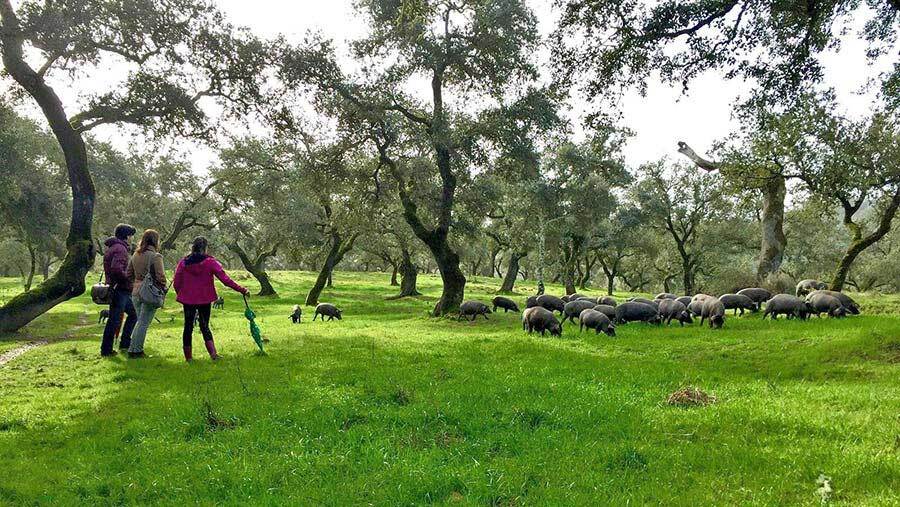 Alianza ibérica: las cuatro DOP del sector se unen para promocionar la excelencia de sus productos