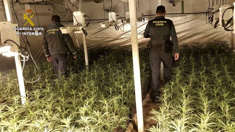 Detienen a un varón que tenía cultivadas 1.488 plantas de marihuana en su vivienda de La Nava