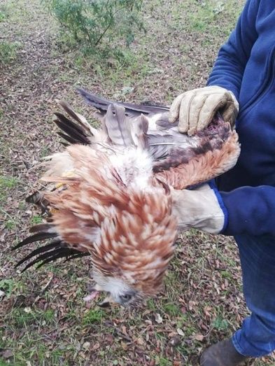 Buscan al responsable de disparar a un milano en el Parque Sierra de Aracena
