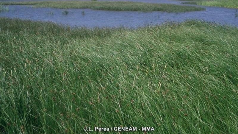 Europa tilda de ilegales las extracciones 'desmesuradas' de agua en Doñana 