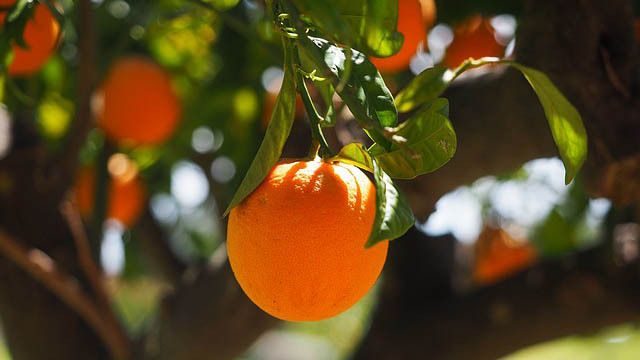Un almacén de cítricos de Cartaya precisa 10 manipuladores para la campaña 2021/2022